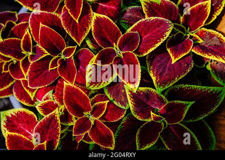 Pflanzen von Coleus blumei, Draufsicht, florales Muster. Stockfoto