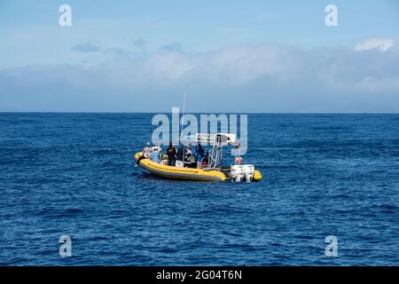 Hawaii. Touristen auf einem Walexkursionsboot, um die Wale im Pazifischen Ozean zu beobachten. Stockfoto