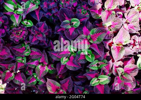 Bunte Pflanzen von Coleus blumei, Draufsicht, Blumenmuster. Stockfoto