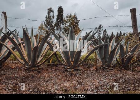 Nahaufnahme von amerikanischen Agavenpflanzen in einem Park Stockfoto