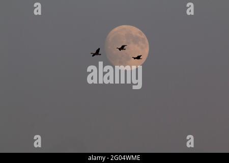 Die Großgänse mit weißer Front, Anser albifrons, fliegen über einen Vollmond, der über dem Grasland Ecological Area im kalifornischen San Joaquin Valley aufsteigt. Stockfoto