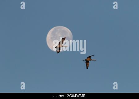 Ein Paar kleiner Sandhill-Kraniche, Grus canadensis tabida, fliegt über einen vormittags vollmondbeatenen Ort über das kalifornische Merced National Wildlife Refuge. Stockfoto