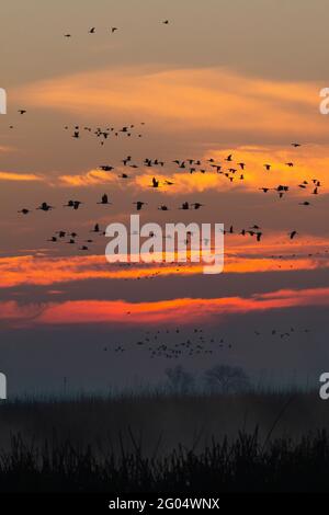 Ein farbenfroher Sonnenaufgang im San Joaquin Valley ist gefüllt mit Scharen überwternder Sandhill-Kraniche und Schneegänse im Merced NWR, Kalifornien. Stockfoto