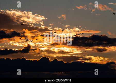 Schneegänse, Chen caerulescens, fliegen über einen atemberaubenden Sonnenuntergang im San Joaquin Valley im Merced National Wildlife Refuge, Kalifornien. Stockfoto