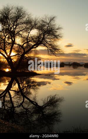 Eine schwarze Weide, Salix nigra, spiegelt sich bei Sonnenuntergang auf dem San Luis National Wildlife Refuge, Merced County, Kalifornien, in der ruhigen Oberfläche des Feuchtgebiets wider. Stockfoto