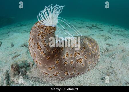 Eine große Seegurke, Bohadschia argus, findet sich am Meeresboden in Palau. Dieses Stachelhäuter kann klebrige, giftige Tubuli auswerfen, um Raubtiere abzuschrecken. Stockfoto