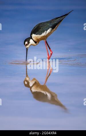 Schwarzhalsvögel füttern im Wasser mit perfekter Reflexion Stockfoto