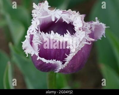 Cummins-Tulpe mit violetten Blütenblättern und weißen Fransen Stockfoto