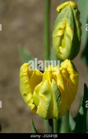 Jan Van Nes Papageientulpen mit leuchtend gelben Blütenblättern Stockfoto