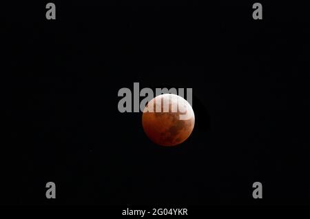 Verdeckter Mond am 8. Oktober 2014. Foto aus Pasadena, Kalifornien um 4:19 Uhr. 420-mm-Objektiv; F6,3; ISO = 1250. Stockfoto