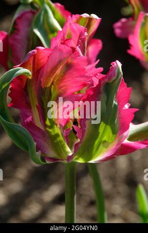 Tief rötlich-rosa Viridiflora Lilie-blühende Tulpen mit einem grünen Streifen, der die Mitte der Blütenblätter hinauf geht Stockfoto