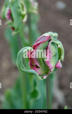 Eine ungeblühte Viridiflora-Tulpe mit grünen Blütenblättern, die unter den Blüten Magenta Deep Pink freilegt Stockfoto