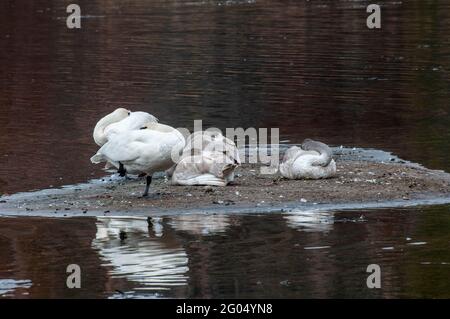 Vadnais Heights, Minnesota. Vadnais Lake Regional Park. Eine Familie von Trompeter Swans; Cygnus buccinator ruht auf einer kleinen Insel in der Mitte der Stockfoto