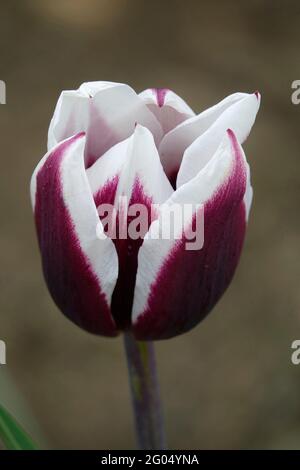 Eine einzelne faszinierende Splitsbergen Triumph Tulip mit tiefvioletten Blütenblättern und stark weißen Kanten Stockfoto