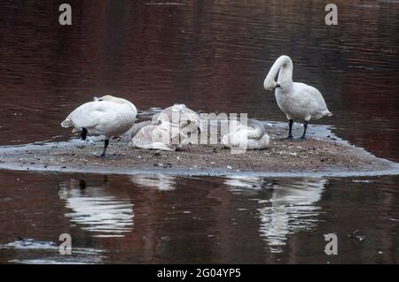 Vadnais Heights, Minnesota. Vadnais Lake Regional Park. Eine Familie von Trompeter Swans; Cygnus buccinator ruht auf einer kleinen Insel in der Mitte der Stockfoto