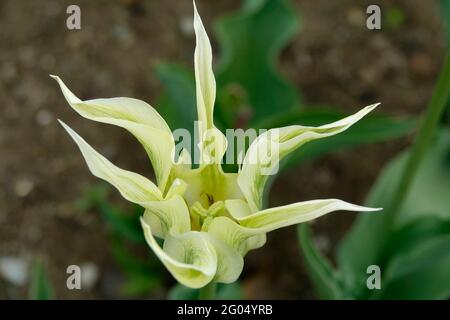 Lily blühende Frühlingsgrün Tulpe mit Elfenbein weißen Blütenblättern nach außen zeigen Stockfoto