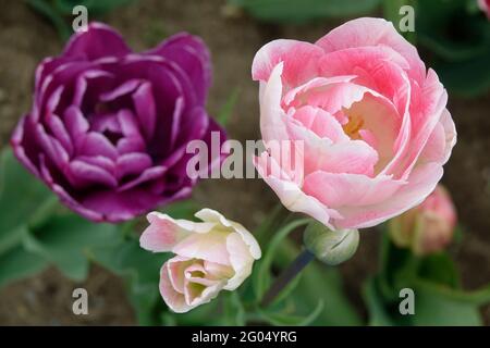 Zwei peony-blühende purpurpurne Backpacker und Angelique preisgekrönte Tulpen mit doppelten Blütenblättern Stockfoto