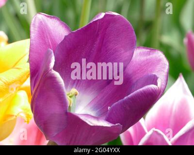 Die Purple Triumph Tulip blüht in einem Garten vor einer Soft Yellow Tulip und Soft Pink Tulip Stockfoto