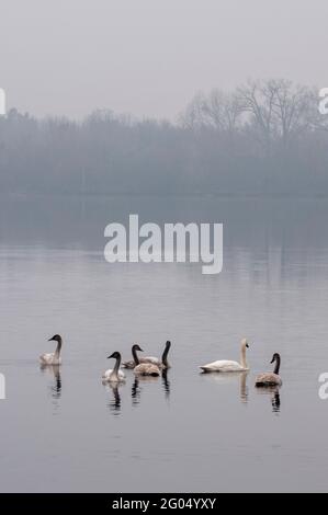 Vadnais Heights, Minnesota. Vadnais Lake Regional Park. Eine Gruppe von Trompeter Swans; Cygnus buccinator mit ihren jungen Jugendlichen genießen einen See auf einem Stockfoto