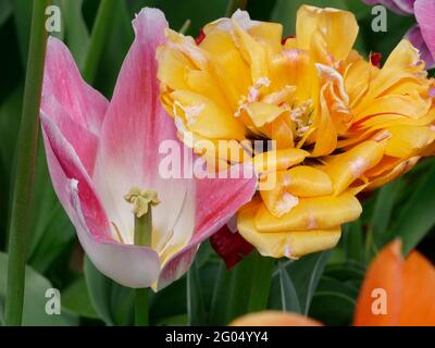 Eine hellrosa Lilie-blühende Ballade-Tulpe neben einer gelb-rot gestreift Monsella-Tulpe Stockfoto