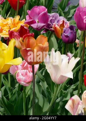 Eine bunte Vielfalt an Stretch Mix Tulpen in einem Garten Stockfoto