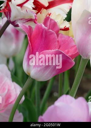 Die preisgekrönte Dreamland-Tulpe mit Blütenblättern, die in einem Garten mit bunten Tulpen einen Farbverlauf aus Weiß und weichem Pink zeigt Stockfoto