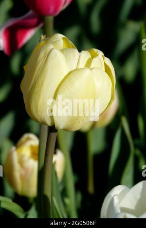 Preisgekrönte gelbe Triumph-Tulpe mit weichen, blassen gelben Blütenblättern Stockfoto