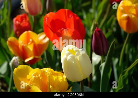 Eine Stretch-Mischung aus Triumph- und doppelt blühenden Tulpen mit der Banja Luka und dem preisgekrönten Ivory Floradale Centerstage Stockfoto