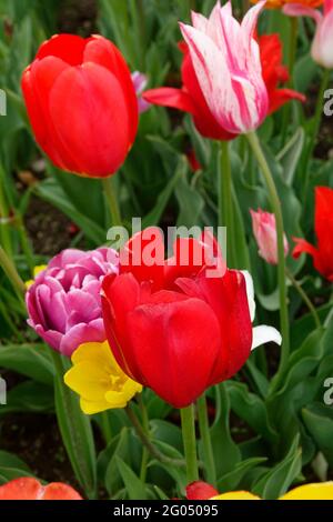 Eine Stretch-Mischung aus Heartbreaker Red Tulpen unter den peony-blühenden Purple Backpacker Tulip und Lily-blühenden Marilyn Tulip in a Garden Stockfoto