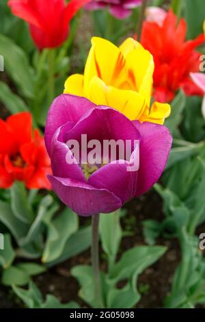 Eine Stretch-Mischung aus roten und violetten Triumph-Tulpen neben der leuchtend gelben Olympic Flame Tulip mit roten Steaks auf den goldenen Blütenblättern Stockfoto