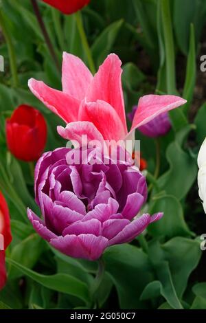 Eine Stretch-Mischung aus doppelt blühenden Pfingstrosen-ähnlichen purpurnen Backpacker-Tulpen und lilienblühenden rosa Ballade-Tulpen unter roten Herzbrechern Triumph-Tulpen Stockfoto
