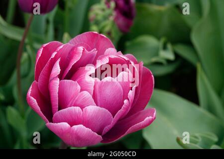 Eine peony-ähnliche, doppelt blühende, violette Backpacker-Tulpe mit Schichten aus sattem Violett in einem Tulpengarten Stockfoto