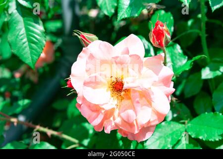 Rose Königin von Schweden . Rosa Blume wächst im Garten Stockfoto