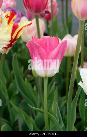 Die preisgekrönte Dreamland Tulip mit Blütenblättern, die einen Verlauf aus Weiß und weichem Pink zeigen Stockfoto
