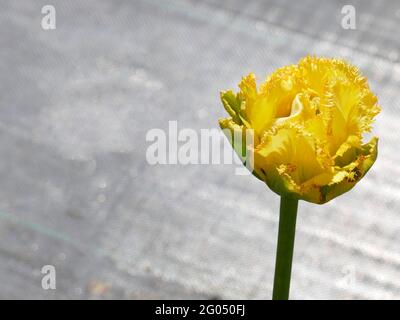 Golden Gate Tulpen mit leuchtend gelben Blütenblättern mit grünen Farbtönen an der Basis Stockfoto