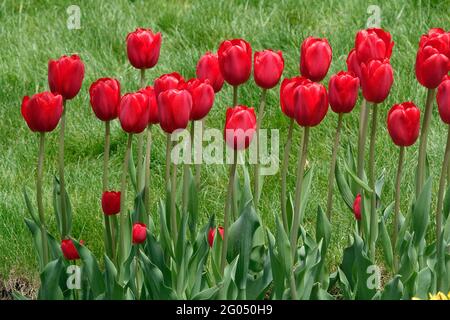 Leuchtend rote Herzbrecher-Tulpen, die hoch werden ein Garten mit weichen Triumphblättern und wunderschönen Schatten Stockfoto