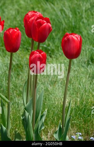 Leuchtend rote Herzbrecher-Tulpen, die hoch werden ein Garten mit weichen Triumphblättern und wunderschönen Schatten Stockfoto