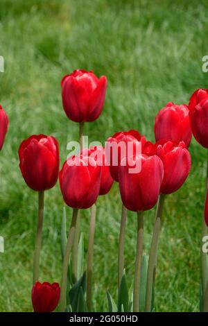 Leuchtend rote Herzbrecher-Tulpen, die hoch werden ein Garten mit weichen Triumphblättern und wunderschönen Schatten Stockfoto