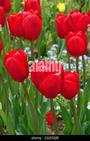 Leuchtend rote Herzbrecher-Tulpen, die hoch werden ein Garten mit weichen Triumphblättern und wunderschönen Schatten Stockfoto