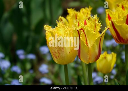 Gelbe Party Clown Tulpen mit roten Streifen entlang der spitzen, gerafften Blütenblätter Stockfoto