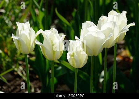 Preisgekrönte Frühlingsgrün Viridiflora Tulpen mit weißen Blütenblättern und einer weichen grünen Feder-ähnlichen Flamme, die das äußere Blütenblatt schmückend Stockfoto