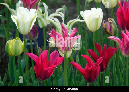 Viridiflora Tulpenmischung aus Frühlingsgrün mit weißen Blütenblättern und Puppenduschet mit tiefrosa spitzen Blütenblättern, die nach außen mit federartigen grünen Streifen aufflackern Stockfoto