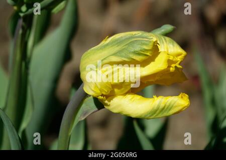 Jan Van Nes Papageientulpen mit leuchtend gelben Blütenblättern Stockfoto