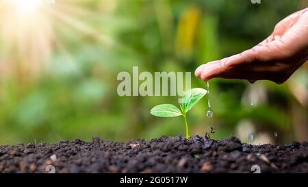 Bauer's Hand Pflanzen, Bewässerung jungen Pflanzen im grünen Hintergrund, Konzept der natürlichen Pflanzung und Anbau von Pflanzen. Stockfoto