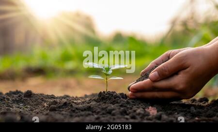 Baumpflanzung und Baumpflanzung, einschließlich der Pflanzung von Bäumen durch Bauern von Hand, Pflanzen Wachstum Ideen. Stockfoto