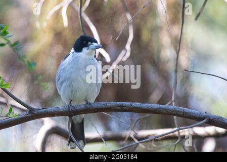 Graue Butcherbird Stockfoto