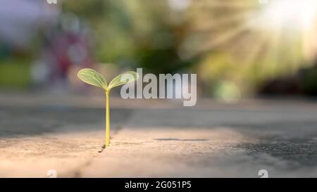 Ein Baum wächst mit Geduld auf einem Zementboden. Konzept der Schwierigkeiten beim Anbau von Pflanzen. Stockfoto