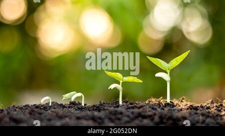 Zeigt die Stadien der Bäume, die auf dem Boden in einer reichen natürlichen Umgebung wachsen. Ideen über natürliches Pflanzenwachstum und Baumpflege. Stockfoto