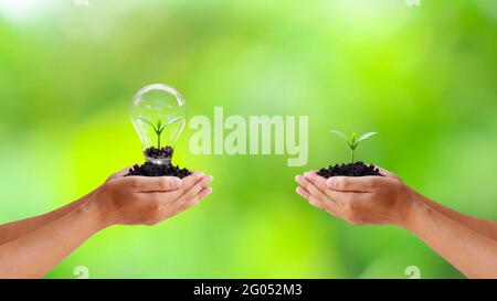 Austausch von Bäumen und Bäumen in Glühbirnen gepflanzt, um menschliche Hände Energie, Earth Day und Umweltschutz Ideen zu sparen. Stockfoto