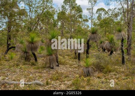 Blackboys in Wandoo Tal, in der Nähe von Bridgetown, WA, Australien Stockfoto